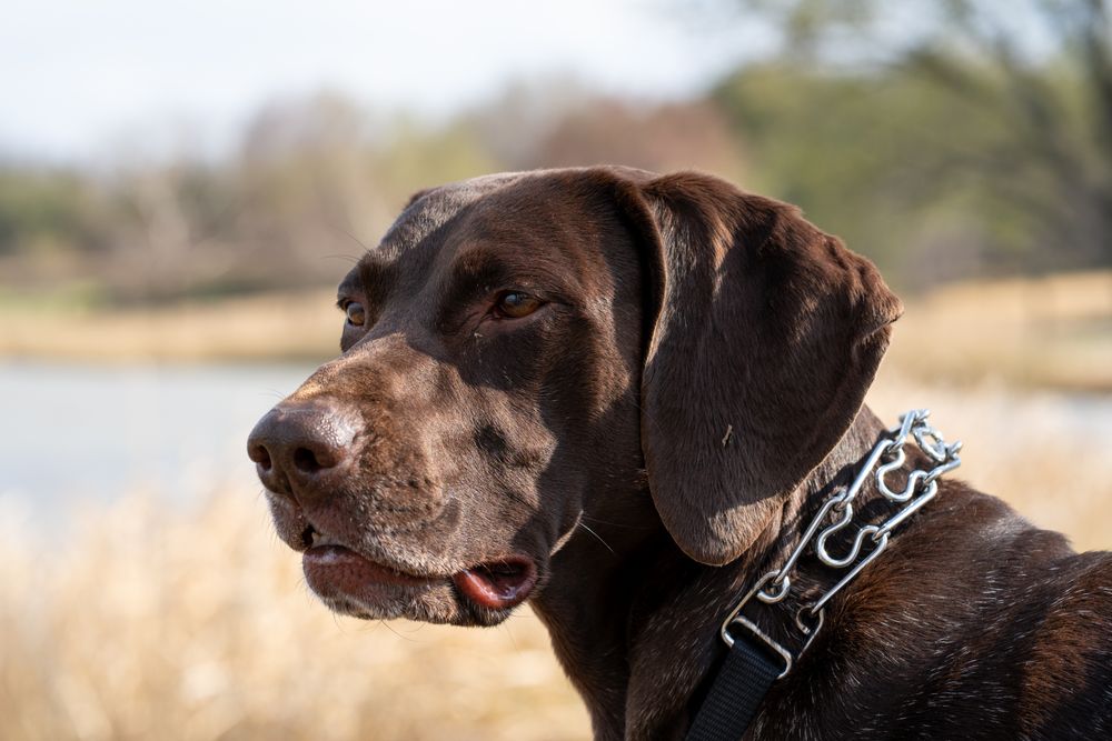 Close-up portrait of a German Shorthaired Pointer